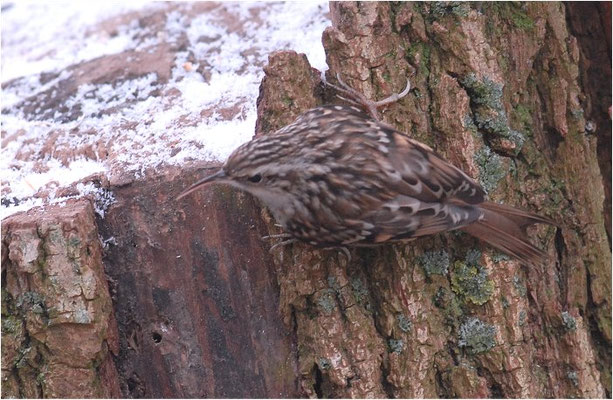 GARTENBAUMLÄUFER, SHORT-TOED TREECREEPER, CERTHIA BRACHYDACTYLA