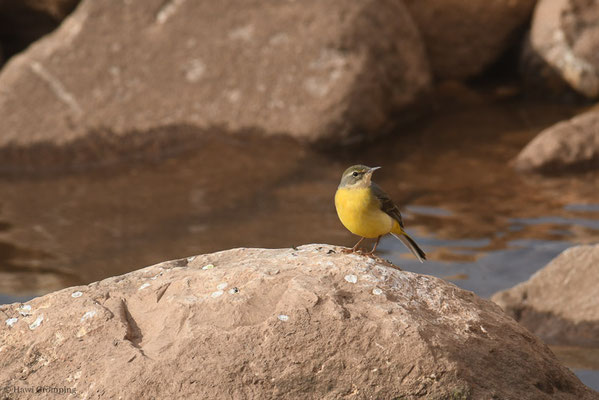 IBERISCHE SCHAFSTELZE, YELLO WAGTAIL, MOTACILLA IBAERIAE