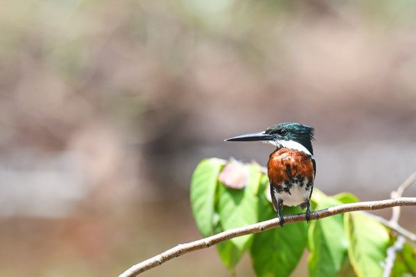 Amazonasfischer, Amazon Kingfisher - Chloroceryle amazona