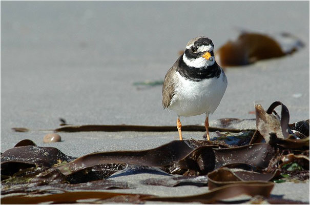 SANDREGENPFEIFER, RINGED PLOVER, CHARADRIUS HIATICULA