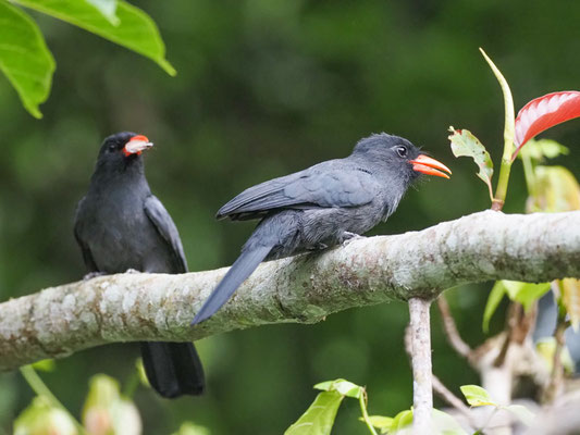 Schwarzstirntrappist, Black-fronted Nunbird - Monasa nigrifrons