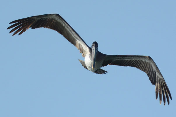 BRAUNER PELIKAN, BROWN PELICAN, PELICANUS OCCIDENTALIS