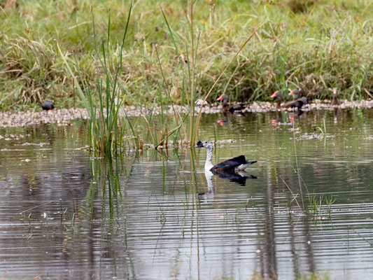 Höckerglanzgans, Comb Duck - Sarkidionis melanotus