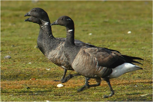 RINGELGANS, BRENT GOOSE, BRANTA BERNICLA