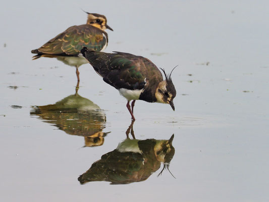 Kiebitz, Northern Lapwing - vanellus vanellus