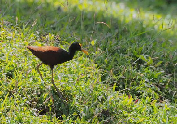 GELBSTIRNBLATTHUHN , NORTHERN JACANA, JACANA SPINOSA