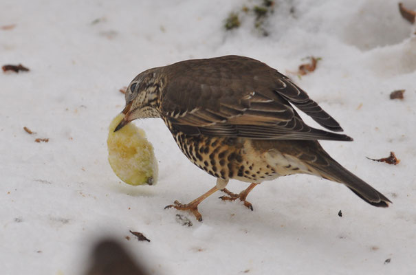 MISTELDROSSEL, MISTLE TRUSH, TURDUS VISCIVORUS