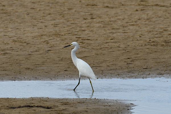 SCHMUCKREIHER, SNOWY EGRET, EGRETTA THULA