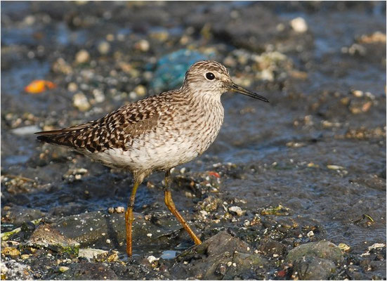 BRUCHWASSERLÄUFER, WOOD SANDPIPER, TRINGA GLAREOLA