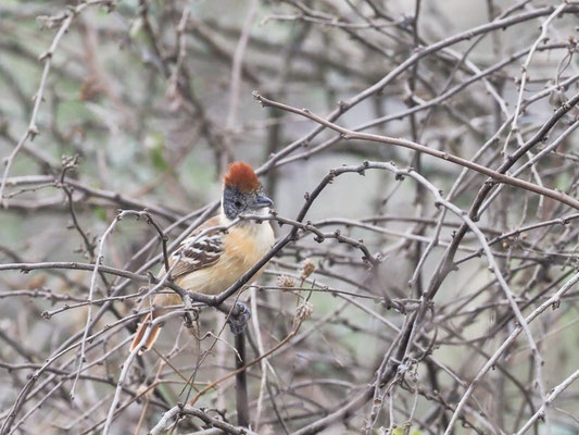 Fleckengesicht-Ameisenwürger, Collared Antshrike - Thamnophilus bernardi