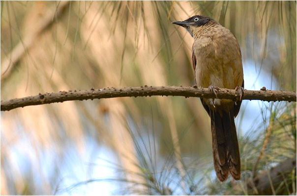 WEISSAUGENDROSSLING, BLACKCAP BABBLER, TURDOIDES REINWARDTII