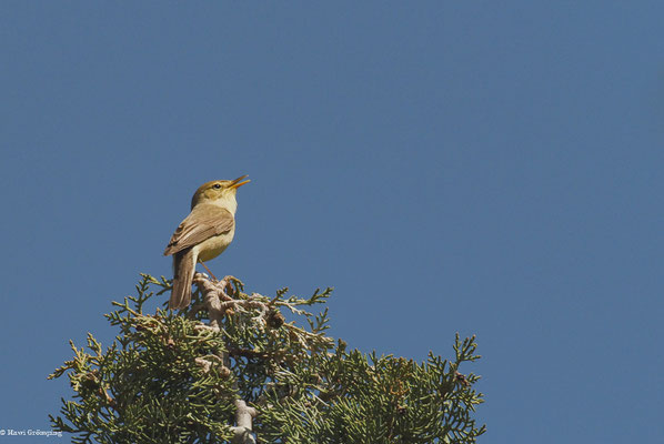 ORPHEUSSPÖTTER, MELODIOUS WARBLER, HIPPOLAIS POLYGLOTTA