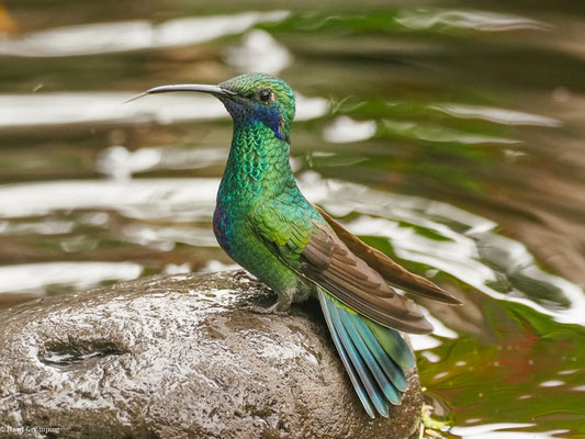 GROSSER VEILCHENOHRKOLIBRI, SPARKLING VIOLETEAR  -C OLIBRI CORUSCAN