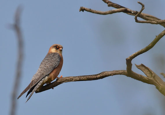 ROTFUSSFALKE, RED-FOOTED FALCON, FALCO VESPERTINUS