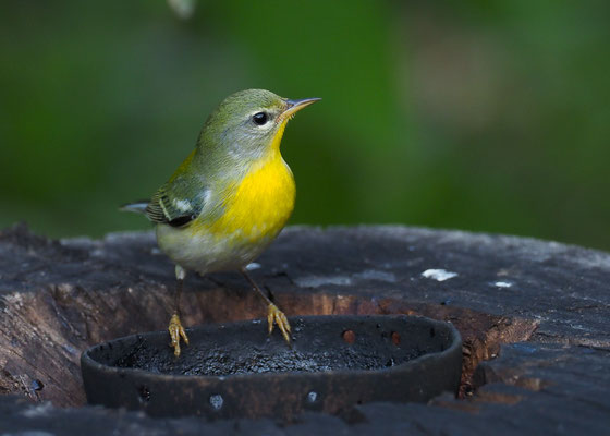 MEISENWALDSÄNGER, NORTHER PARULA, PARULA AMENCANA