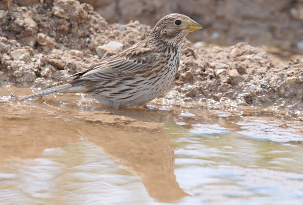 GRAUAMMER, CORN BUNTING, EMBERIZA CALANDRA