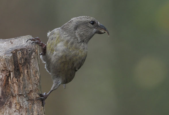 FICHTENKREUZSCHNABEL, COMMON CROSSBILL, LOXIA CURVIROSTRA