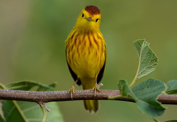 GOLDWALDSÄNGER, YELLOW WARBLER, DENDROICA PETECHIS RUFOPILEATA