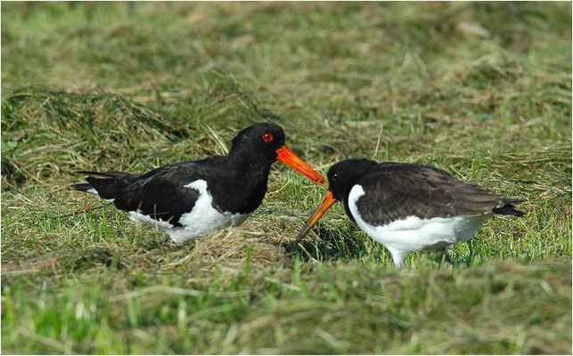 Austernfischer, Oyster-catcher, Haematopus ostralegus