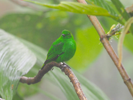 ROTOHR-BUNTTANGARE, GLISTENING-GREEN TANAGER - CHLOROCHRYSA PHOENICOTIS