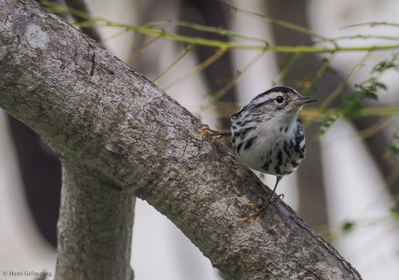 KLETTERWALDSÄNGER, BLACK-AND WHITE WARBLER, MNIOTILTA VARIA