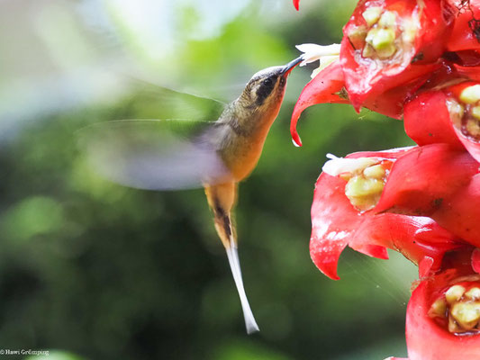 ORANGEBAUCH-SCHATTENKOLIBRI, TAWNY-BELLIED HERMIT,  - PHAETORNIS SYRMATOPHORUS