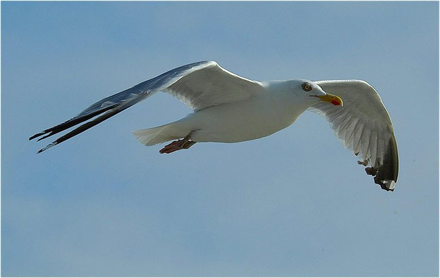 SILBERMÖWE, HERRING GULL, LARUS ARGENTATUS