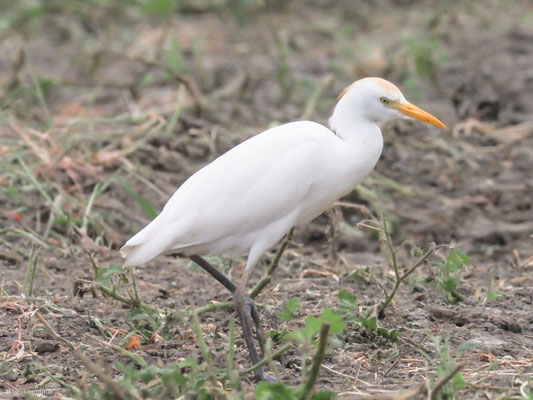 Kuhreiher, Cattle egret - Bubulcus ibis