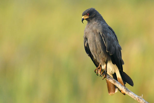 SCHNECKENWEIH, SNAIL KITE, ROSTRHAMUS SOCIABILIS