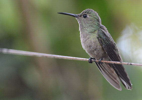 SCHUPPENBRUSTKOLIBRI, SCALY-BREASTED HUMMINGBIRD, PHAEOCHROA CUVIERII