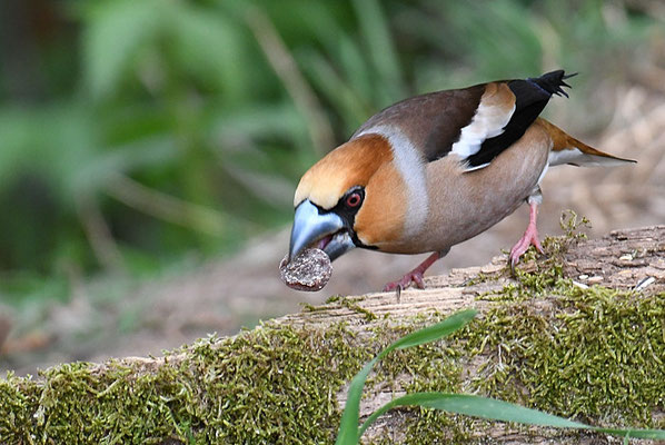 KERNBEISSER, HAWFINCH, COCCOTHRAUSTES  COCCOTHRAUSTES