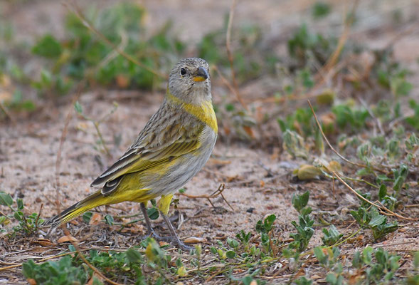 SAFRANAMMER, SAFFRON FINCH, SICALIS FLAVEOLA 