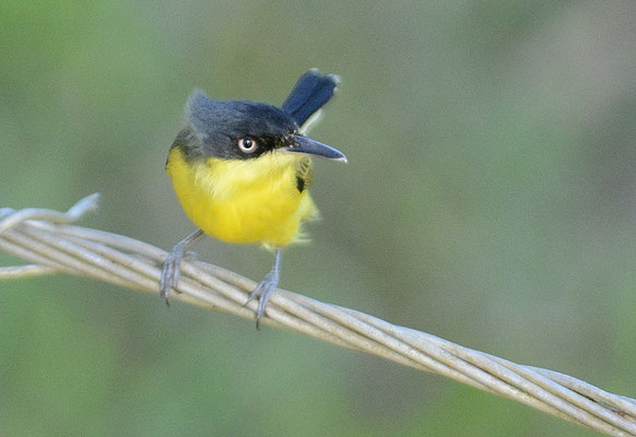 GELBBAUCH-SPATELTYRANN, COMMON TODY-FLYCATCHER, TODIROSTRUM CINEREUM