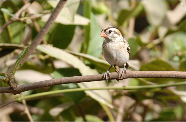 DOMINIKANERWITWE, PIN-TAILED WHYDAH, VIDUA MACROURA