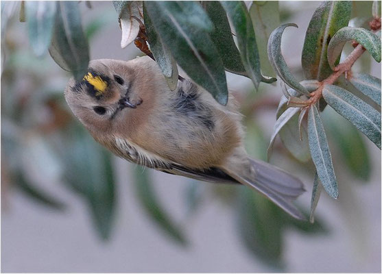 WINTERGOLDHÄHNCHEN, GOLDCREST, REGULUS REGULUS