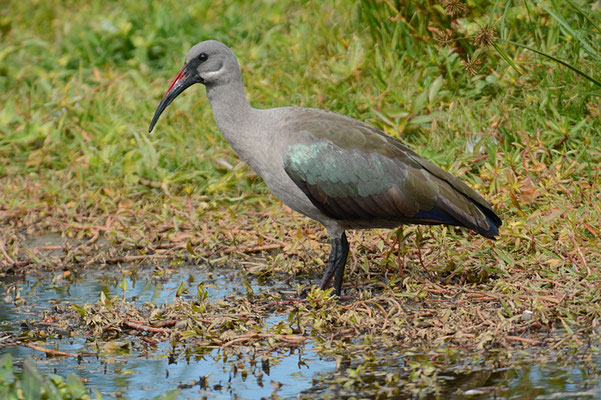 HAGEDASCH, HADEDA IBIS, BOSTRYCHIA HAGEDASH