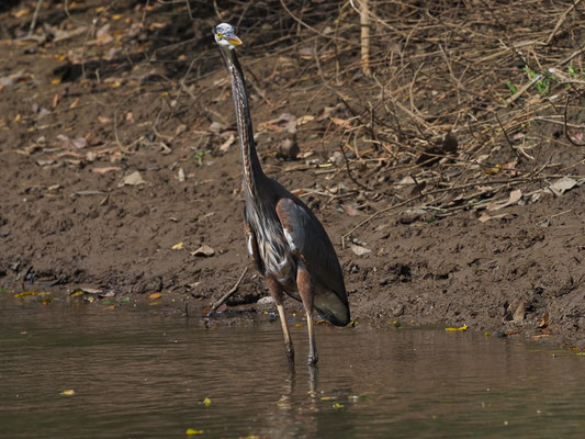 KANADAREIHER, GREAT BLUE HERON, ARDEA HERODIAS