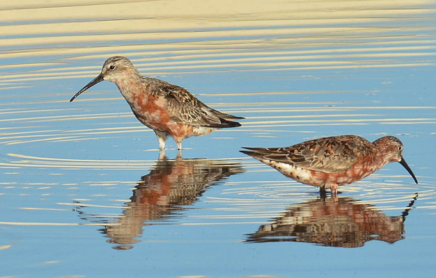 SICHELSTRANDLÄUFER, CURLEW SANDPIPER, CALIDRIS FERRUGINEA