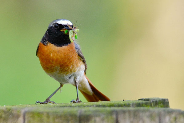 GARTENROTSCHWANZ, COMMON REDSTART, PHOENICURUS PHOENICURUS