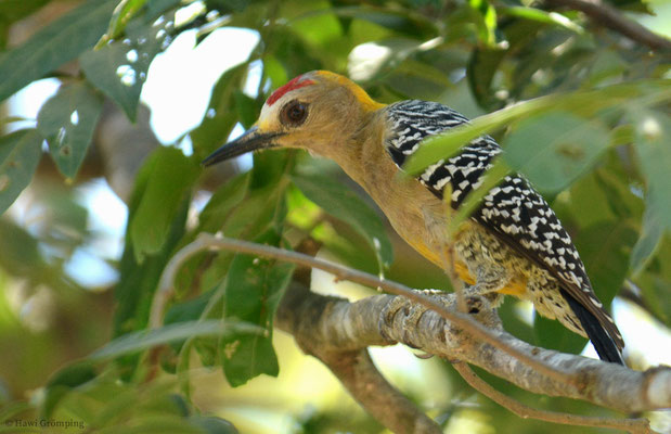 Der Hoffmannspecht (Hoffmann´s Woodpecker - Melanerpes hoffmannii) gehört ebenfalls zu den Echten Spechten und ist ein auf das südliche Honduras und auf Costa Rica beschränkter Endemit.