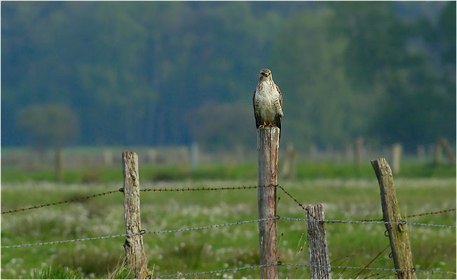 MÄUSEBUSSARD, COMMON BUZZARD, BUTEO BUTEO