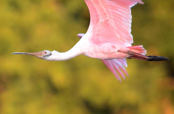 ROSALÖFFLER, ROSEATE SPOONBILL, PLATALEA AJAJA