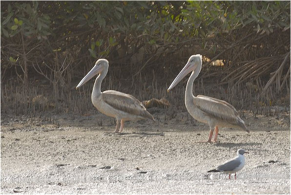 RÖTELPELIKAN, PINK-BACKED PELICAN, PELECANUS RUFESCENS