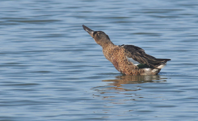 LÖFFELENTE, SHOVELER, ANAS CLYPEATA