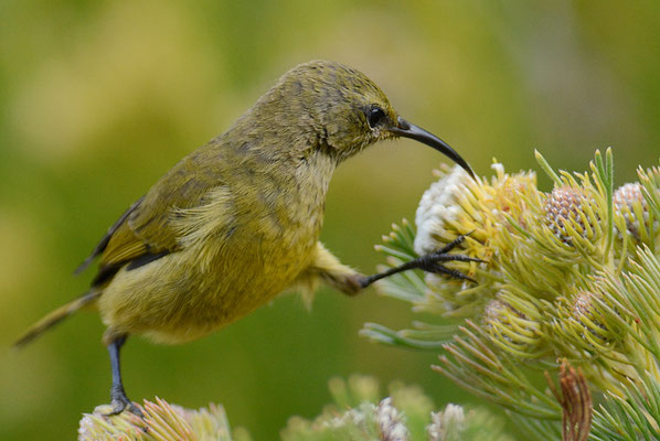 BLAUBANDNEKTARVOGEL, SOUTHERN DOUBLE-COLLARED SUNBIRD, CINNYRIS CHALYBEUS