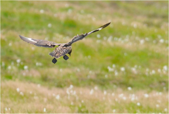 SKUA, GREAT SKUA, STERCORARIUS SKUA