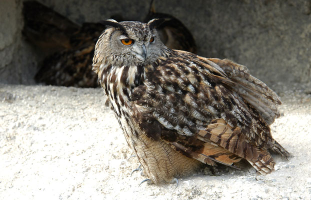 UHU, EAGLE OWL, BUBO BUBO