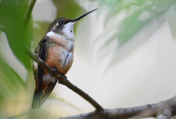 Violettkehl-Sternkolibri, Magenta-throated woodstar, Calliphlox bryantae