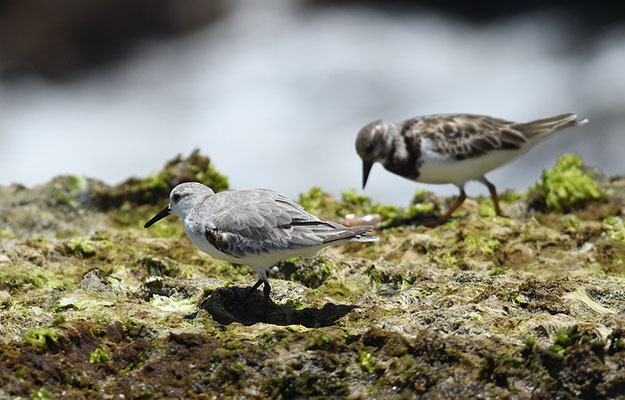 SANDERLING, SANDERLING, CALIDRIS ALBA