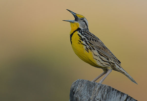 LERCHENSTÄRLING, EASTERN MEADOWLARK, STURNELLA MAGNA